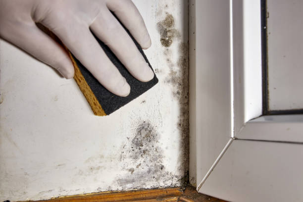 Trusted Lamar, AR Mold Removal Experts